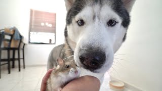 Husky Meets Baby Hamster!