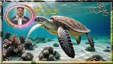 سورة الصف -* قالون عن نافع المدني -- الشيخ منير السليتي