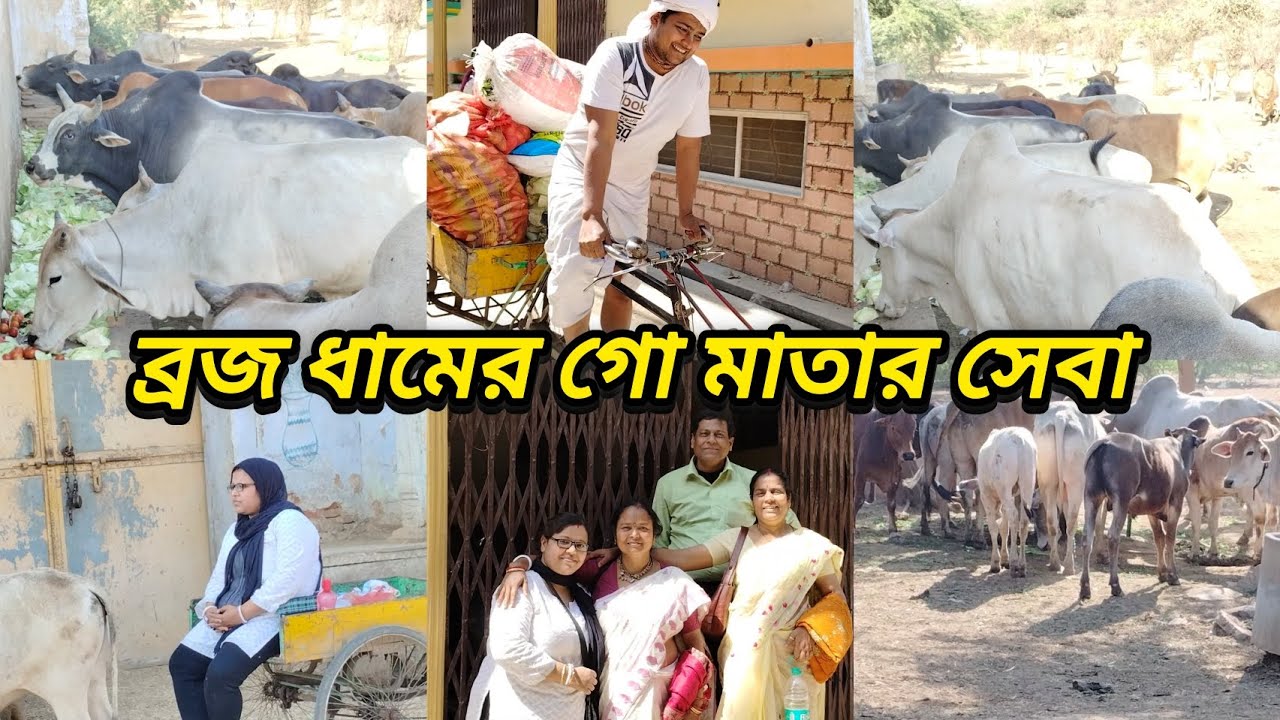 বৃন্দাবন ধাম || ব্রজ ধামের গোবর ধনের তটে গোমাতার সেবা।।