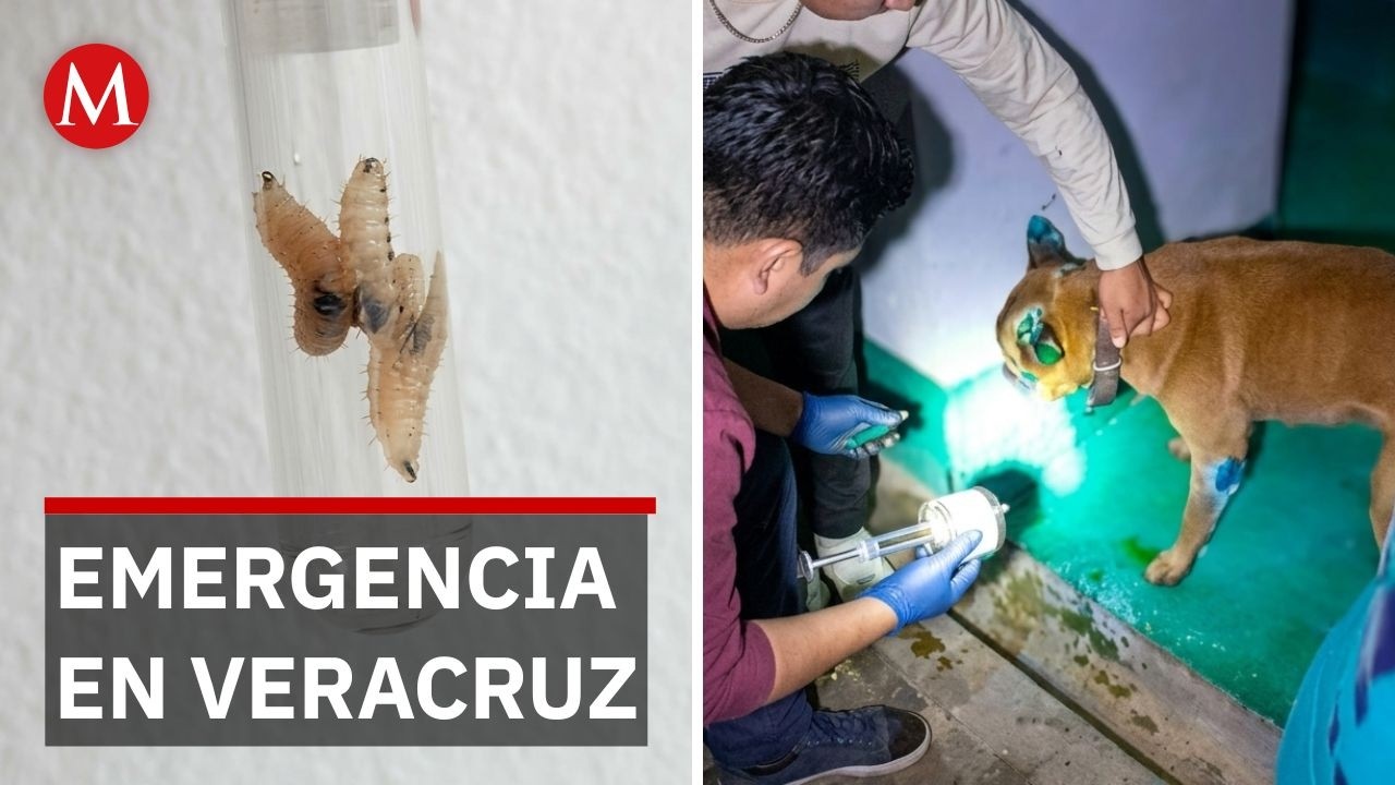 Alerta en Veracruz: 400 animales y 28 personas con gusano barrenador