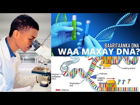 Waa Maxay DNA Sideena Loogu Sameeyaa Baritaanka DNA?