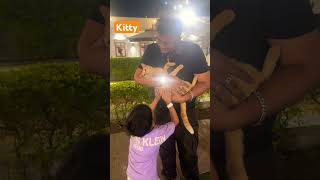 Kitty 🐈 #kitty #hanzal_here #aniamal #petlover #ytshorts #explorepage #cute @YouTube
