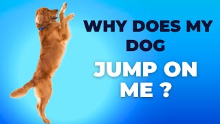 Why Does My Dog Jump On Me? by Animal Kingdom 1,696 views 9 months ago 5 minutes, 36 seconds