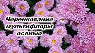 видео: Черенкование хризантемы мультифлора осенью. Какие черенки укореняются В чем укоренять Тепличка для ч картинка: Черенкование хризантемы мультифлора осенью. Какие черенки укореняются В чем укоренять Тепличка для ч