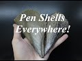 Fall Florida Trip, Day 1: Pen Shells at New Smyrna Beach!
