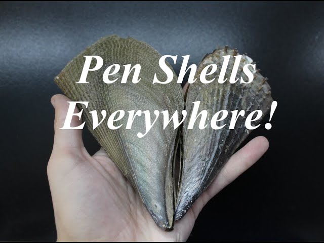 Fall Florida Trip, Day 1: Pen Shells at New Smyrna Beach! 