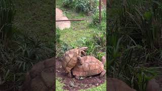 #viralshort #tortoiselove #+1 subscriber=Support