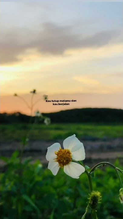 Noah-Wanitaku #storywa #liriklagu #kaulakukanyangkauinginkan #noah #wanitaku