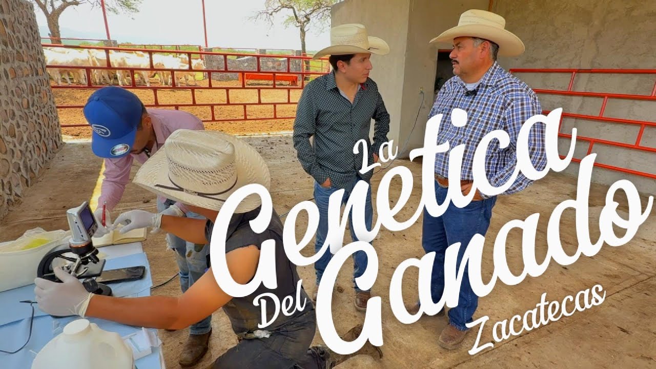 La GENETICA del ganado en Zacatecas 😱