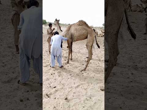 يتم الاعتناء بالجمل لأنه مصاب بالجرب ويتم علاجه بالأدوية