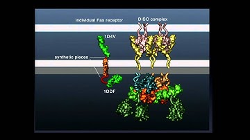 Gaël McGill: Visualizing Protein Dynamics