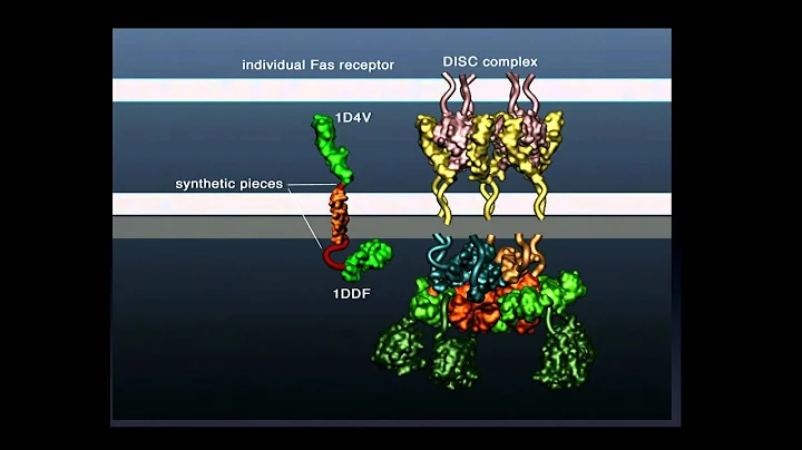 Gaël McGill: Visualizing Protein Dynamics