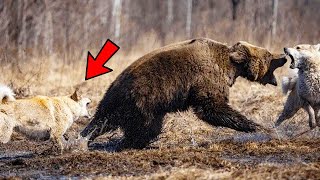 dogs attack bears to get them out of territory
