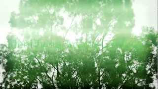 Identifying Acacia Confusa ~ Magic Tree of Taiwan