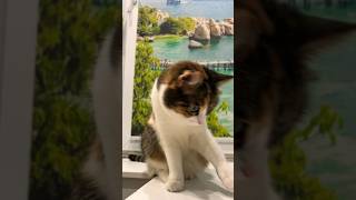 Забавная Котейка #Cat #Funnycats