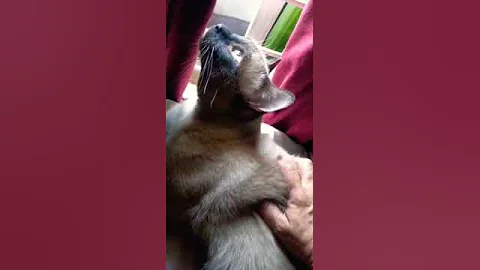 Video 2248371: persian siamese cat, pets animals dog, dog pet lovely