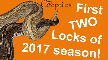 First two Ball Pyton locks of the 2017 season!