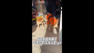 A day at the Spa of the lovely dog Shiba | Funny Dogs And Cats of TikTok | #Shorts