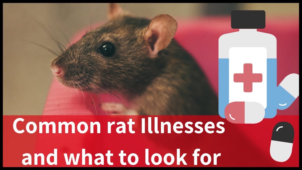 Does my Rat Need a Vet? YouTube