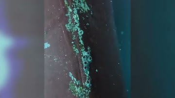 Satisfying Underwater Barnacle Removal | Hull Deep Cleaning ASMR #barnacleremoval