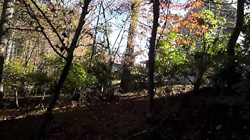 Treehouse from the outside - #11 in the Adam