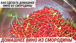 ДОМАШНЕЕ СМОРОДИНОВОЕ ВИНО. Как сделать домашнее вино из красной смородины просто #домашнеевино