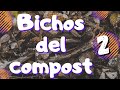 La vida en el compost: Bichos (2da parte)