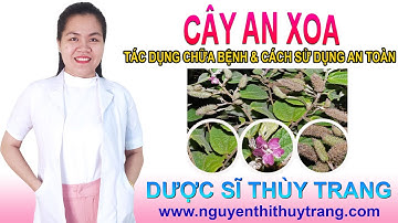 Cây an xoa dược liệu dùng chữa bệnh gì? Cách sử dụng thế nào?