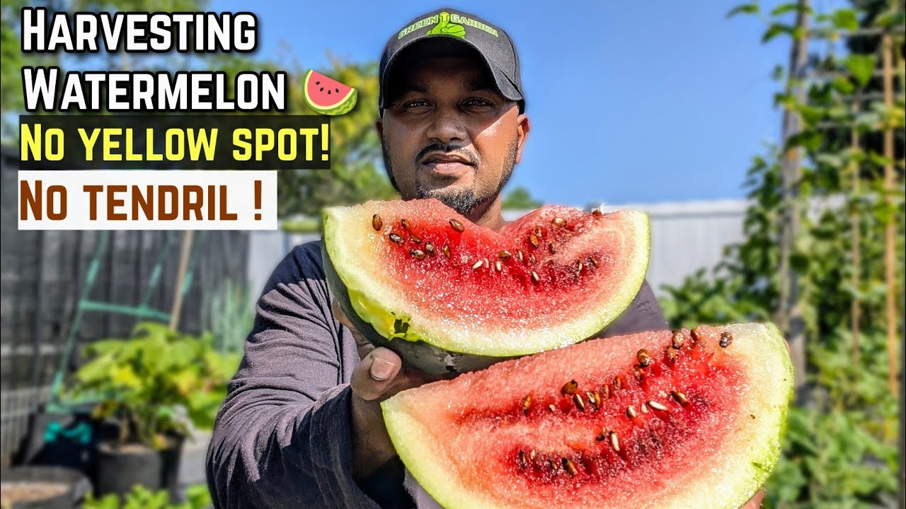 When to Pick Melons from Garden: Ultimate Harvest Guide