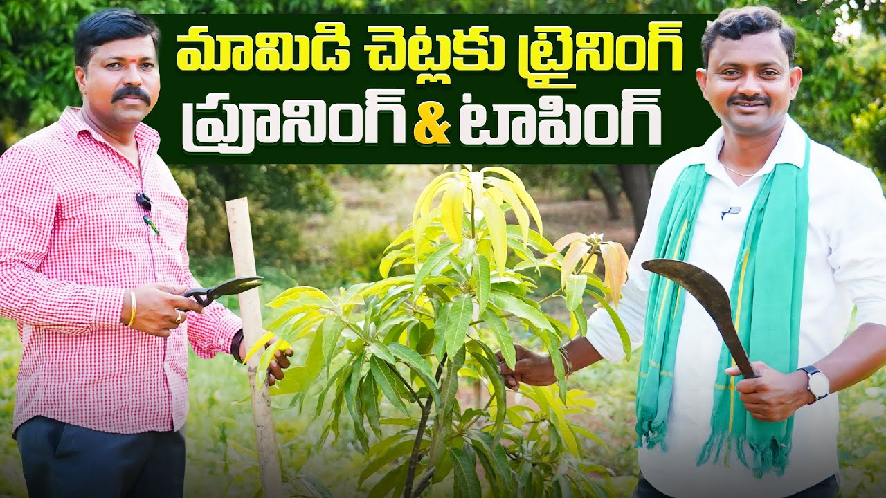 మామిడి చెట్లకు ట్రైనింగ్ ఇవ్వాలి | Mango Training