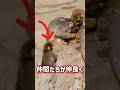 木の上でリズムに乗るパンチ