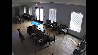 Deer crashes into Doctors Office in Zwolle, LA! Security Cam Footage - PART TWO