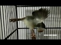 Masteran Semua Jenis Burung Ciblek Semi Gacor Suara Berfariasi Mp3 - Mp4 Download