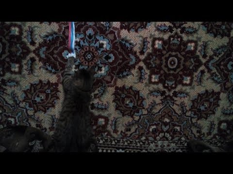 Кот и лента.Funny And Cute Animals Videos Compilation