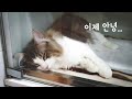 결국 중성화 수술 받은 기적의 고양이.. (f: 덤으로 리베리)