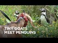 Tiny Goats Visit Penguins