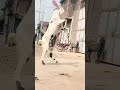 Bakra بکرا Bakra Bakramandi