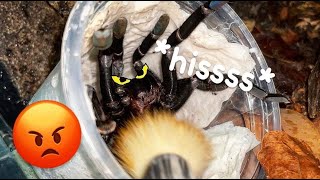 Unboxing MEAN Thailand Black TARANTULA !!! ~ She hates me.