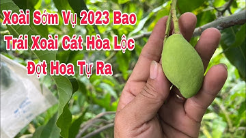 Xoài Sớm Vụ 2023, Bao Xoài Cát Hòa Lộc, Đợt Hoa Tự Ra | VTK.CHANNEL