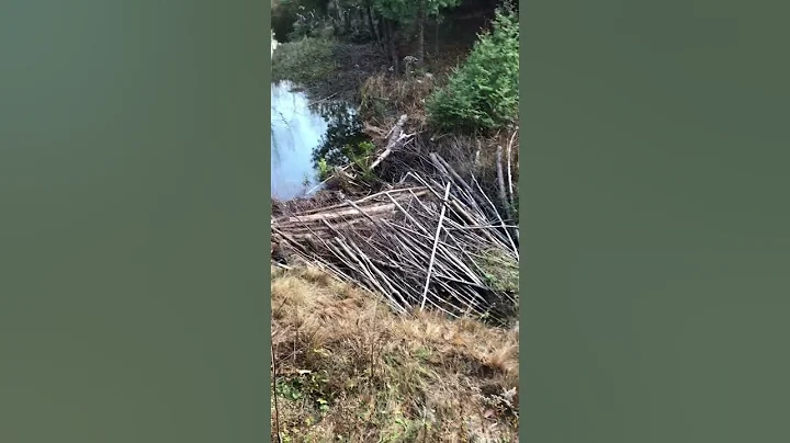 Beaver Dam,s Create great spawning grounds for fish habitat￼.2022￼