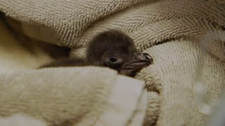 Rearing a kororā (little penguin) chick