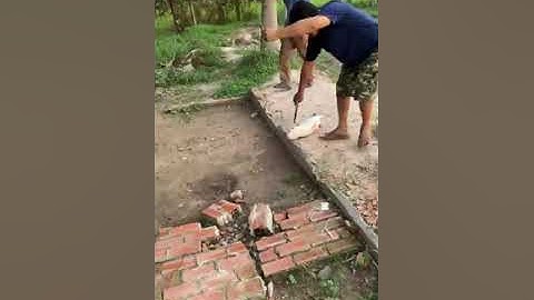 Vlogs 23 Những pha lên cá tra, chim tại hồ câu Vườn Dừa ấp Ngã Tư, xã Nhuận Đức, huyện Củ Chi, HCM