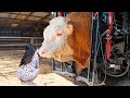 Farm #WithMe Animal Rescue BABY CALF BORN Incredible Cow Milking Smart Farming Hoof Trimming 2023