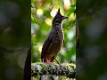 Bulbul Bird (Indian Bulbul)#shortvideo #bulbulbird