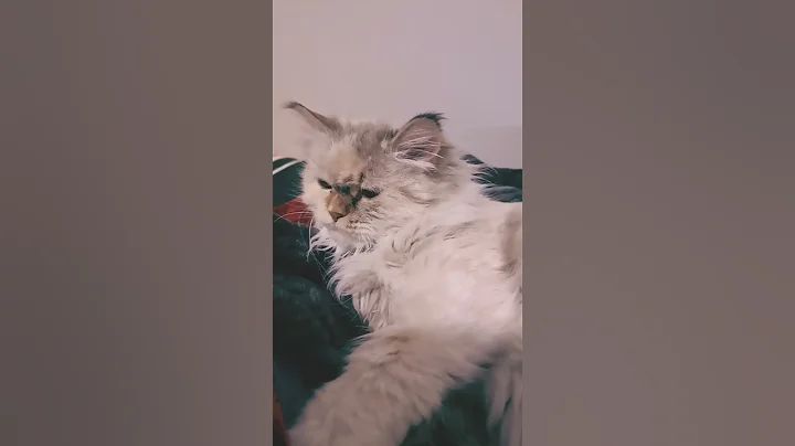 Video 6671301: russian siberian cat