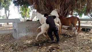 1 May 2026 Amazing Horse video 