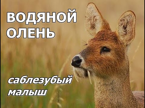 ВОДЯНОЙ ОЛЕНЬ - Саблезубый малыш