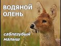 ВОДЯНОЙ ОЛЕНЬ - Саблезубый малыш