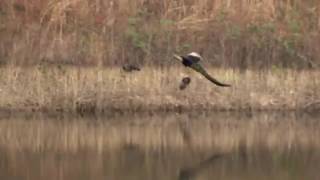 Green peacock flying