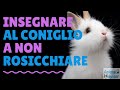 INSEGNARE AL CONIGLIO A NON ROSICCHIARE O SCAVARE